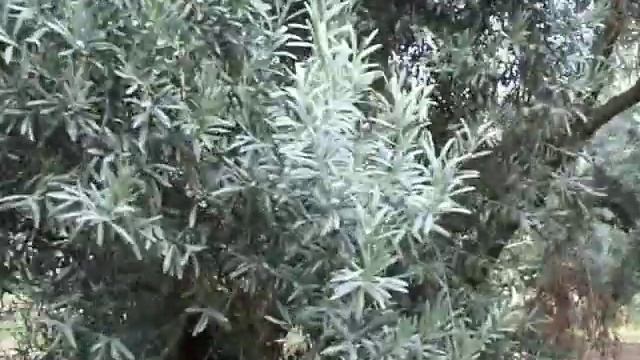 Olive Sevillano 100 yr grove.mov смотреть онлайн