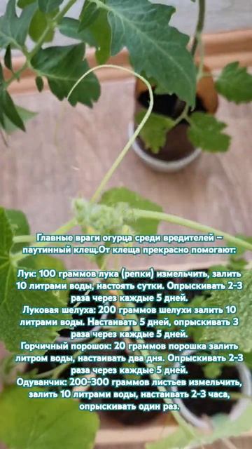 Главные враги огурца среди вредителей – паутинный клещ смотреть онлайн