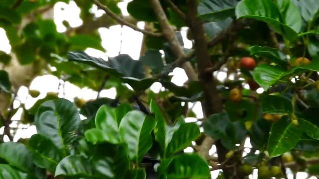Kereru foraging in puriri tree смотреть онлайн