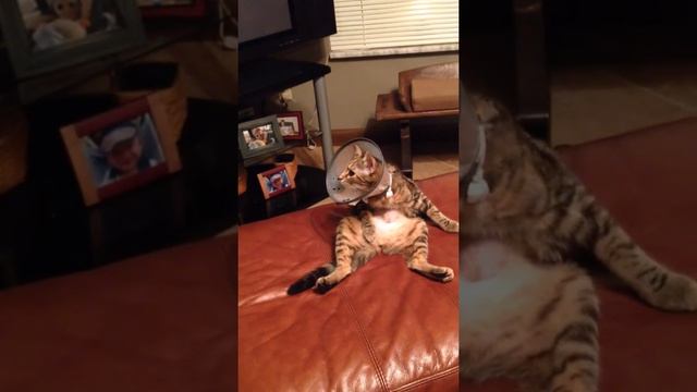 When you can't lick your belly because you have a lampshade on your head...just fake it! My Petunia смотреть онлайн