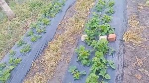 Посмотрите как сработал гербицид,,Торнадо"на клубнике!
