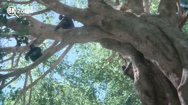 N13 Động vật có Vếu - sự bùng nổi của lớp thú  | Bk Zoom  #LichSuCuocSong