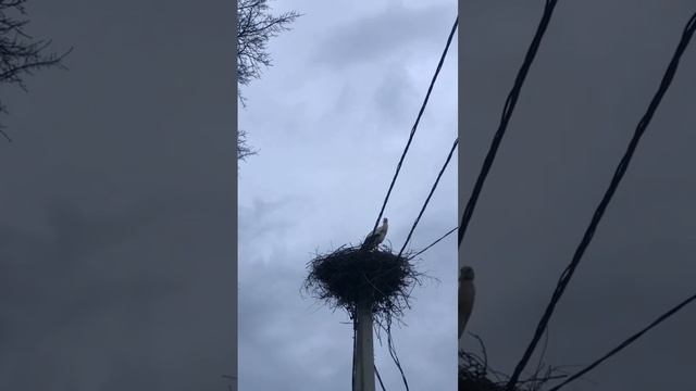 Мои любимые соседи прилетели!!! Аисты ❤️ смотреть онлайн