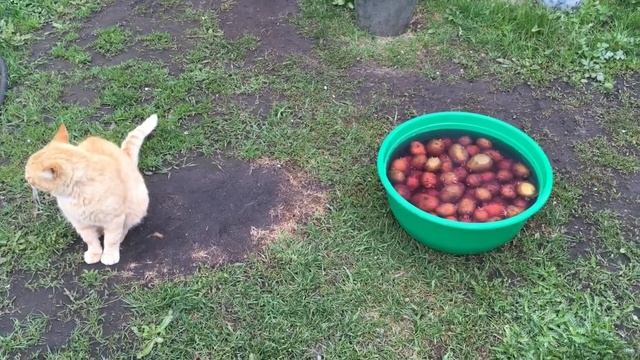 Кто сожрал редиску ? смотреть онлайн