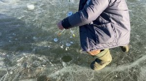 Взяли увесистую форель!