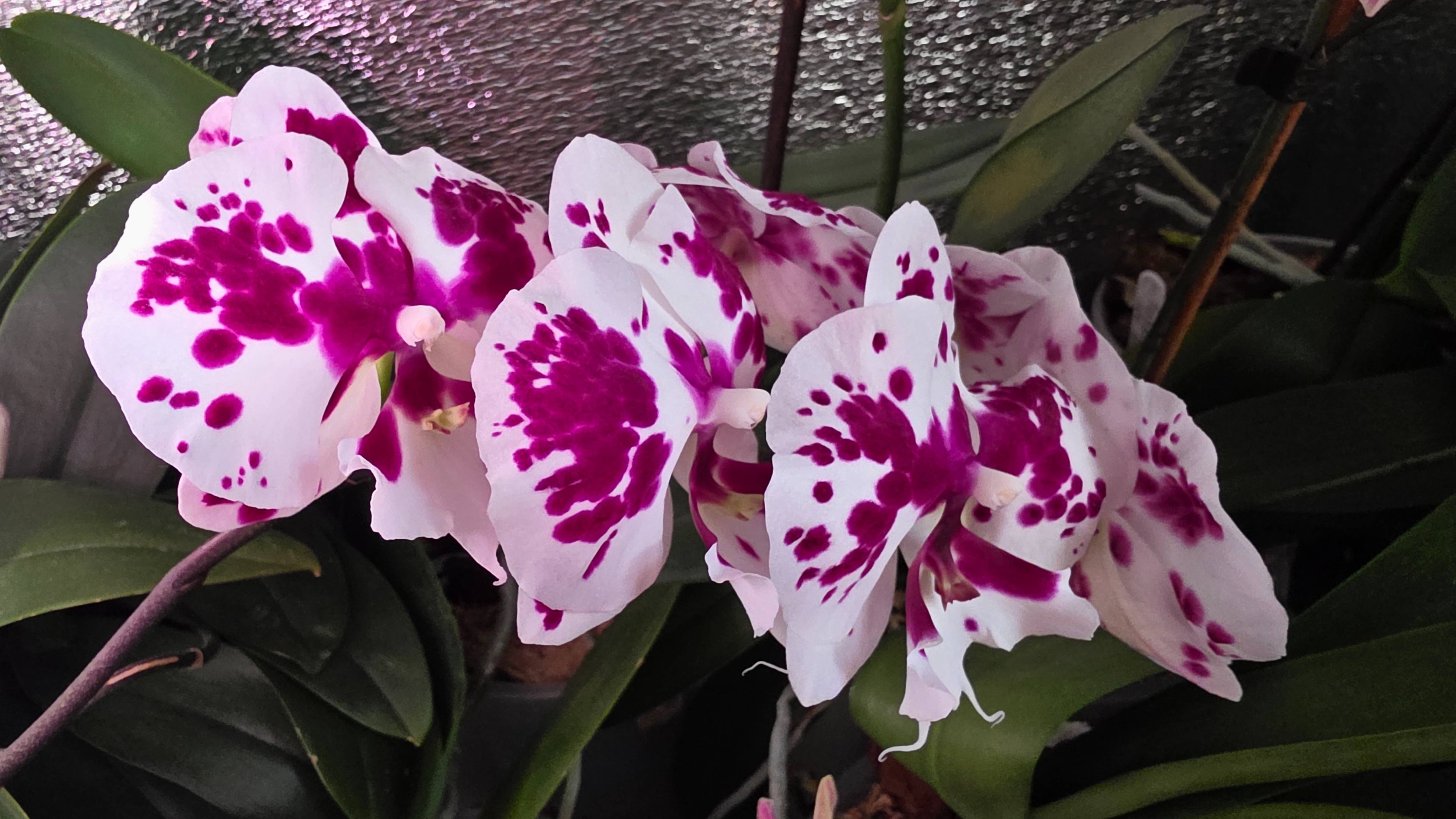 С ПРАЗДНИКОМ 8 МАРТА!!! смотреть онлайн