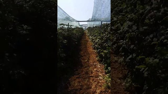 Malina Glen Ampla Druzetic смотреть онлайн