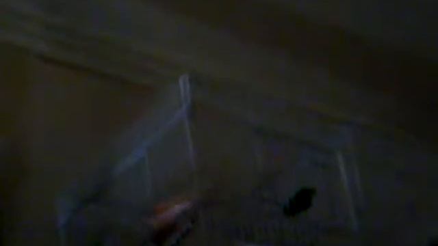 Red mosaic canary chanting MALTA смотреть онлайн