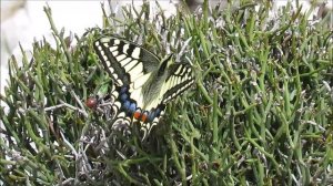 Macaòn (Papilio machaon )