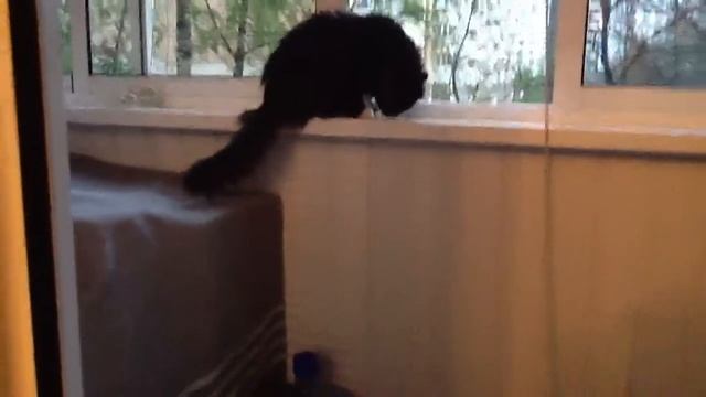 Кошка на балконе смотреть онлайн