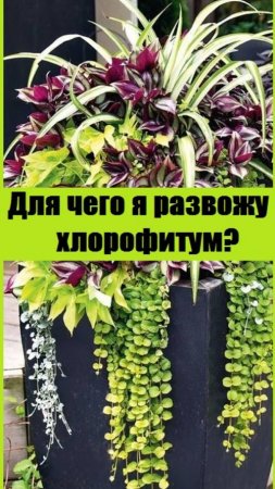 Готовлю отводки двуцветной красивой травки для уличных кашпо -  самое время её разводить!