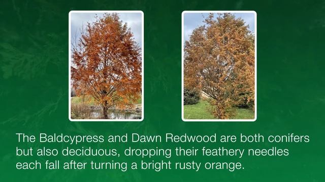 Tree Identification Key Features: How to Identify a Tree смотреть онлайн