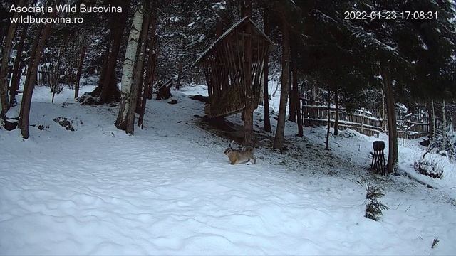 Заяц убежал смотреть онлайн