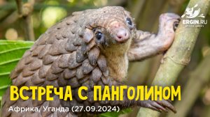 Встреча с древесным панголином в Африке, Уганде