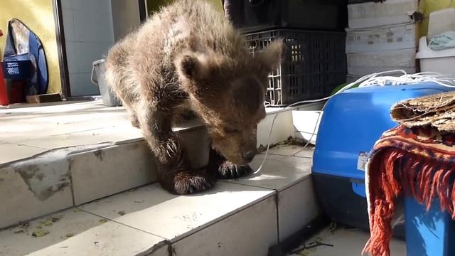 Сенечка смотреть онлайн