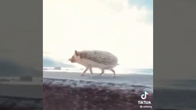 Ёжики смотреть онлайн