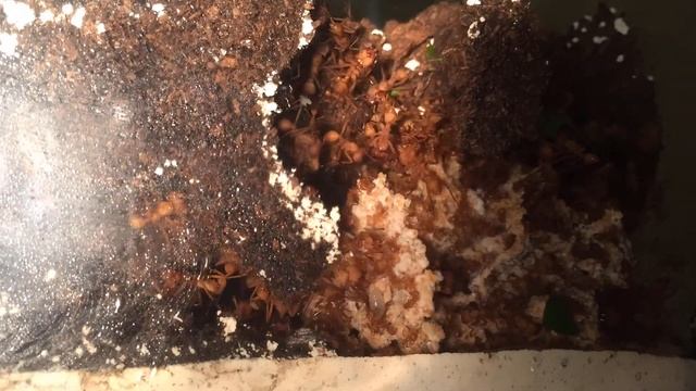 acromyrmex octospinosus fungi garden смотреть онлайн