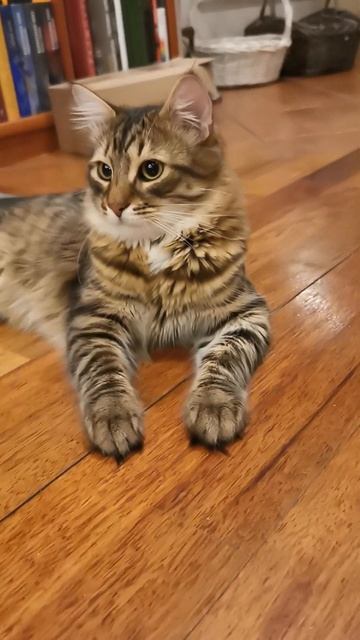 Котяра, с мейнкуновскими корнями. И его брат тоже смотреть онлайн