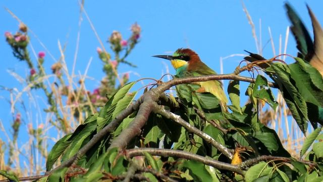 1814. Vlha pestrá, European bee-eater, Bienenfresser, Bijeneter, Guêpier d'Europe, #birds смотреть онлайн