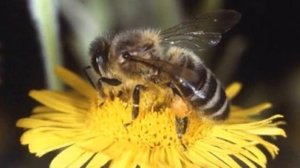 Nikolai Rimsky Korsakov - Flight Of The Bumblebee