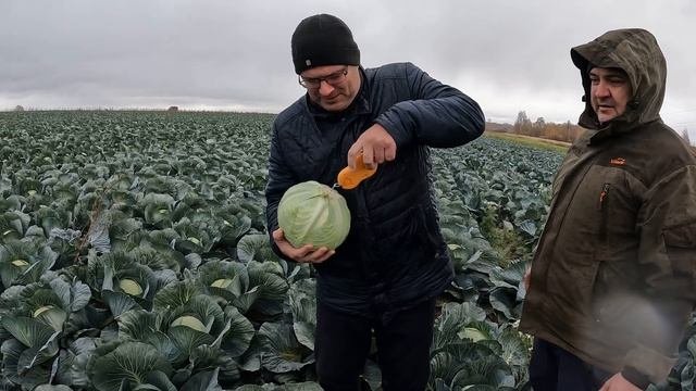 Капуста Герцогиня F1. #cabbage #агроном #капуста #овощи #агроновости #семенаовощей #seeds #brassica