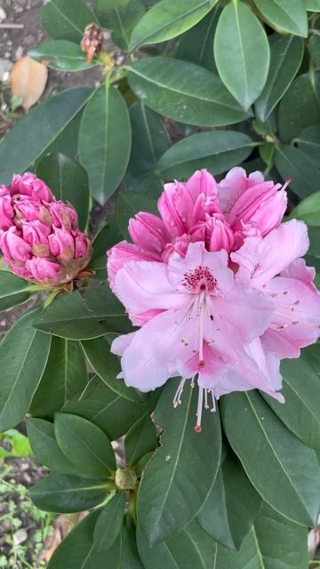 Рододендроны в Сочи рекомендации nature рододендрон природасочи люблюнемогу