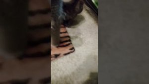 3 факта как приучить котёнка, кошку,кота точить когти об когтеточку. Оставим вменте целый диван 🐈🐈🐈