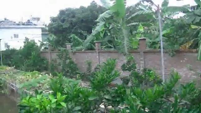 Tháng 3 năm Đinh Dậu mùa đơm hoa kết trái trên vườn quê смотреть онлайн