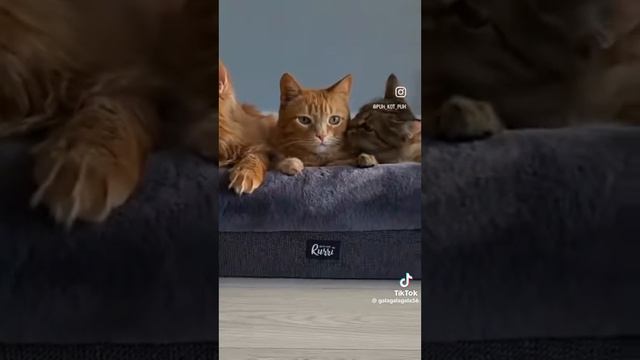 Бездомные животные #животные #кошки #собаки #любовь #дом # приют смотреть онлайн