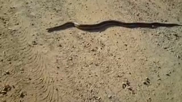 snek смотреть онлайн