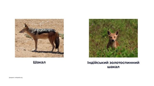 Мовно-літературна галузь. Індійська народна казка «Фарбований шакал» смотреть онлайн