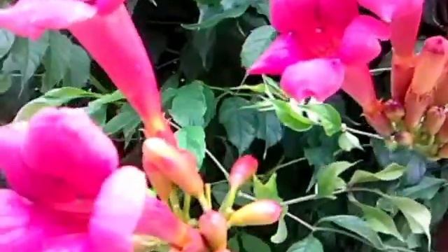 Лиана кампсис смотреть онлайн