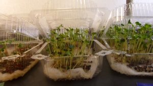 i Выращиваем Микрозелень Микрогрин в подвале на стеллаже с лампами Growing Microgreens 20201208