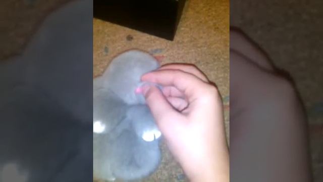 Кролик брелок смотреть онлайн