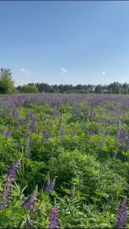 Люпины в полях у Альшани