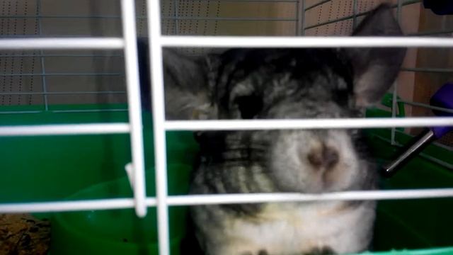 Зверь в клетке смотреть онлайн