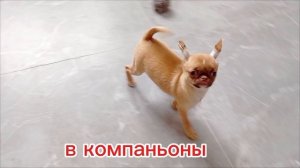 #чихуахуа_продам# чихуахуа липецк