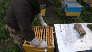 Смотрим наличие расплода Осенью. БакФаст