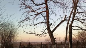 ЗАВОРАЖИВАЮЩЕЕ ВИДЕО обрезка старой яблони