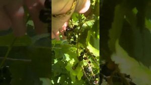 Сорт черной смородины Вологда