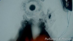 Килограммовый окунь на блесну.  Рыбалка на Чудском озере