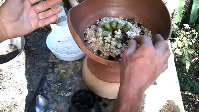 PLANTANDO O CACTO MAMMILLARIA GRACILIS NO COMPOSTO SEM TERRA смотреть онлайн