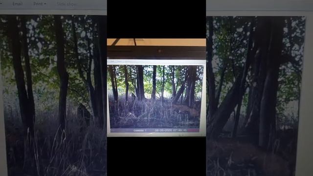 Gear Review: Tasco 10 mp Digital Trail Camera смотреть онлайн