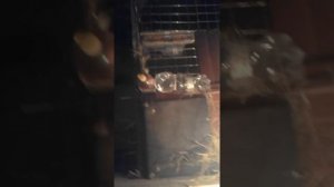 Разводим кроликов в подвале