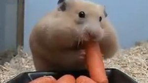 Хомяк ест морковку