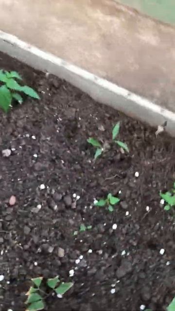 Круглогодичная Теплица для Выращивания экзотики. Бизнес для гровера. смотреть онлайн