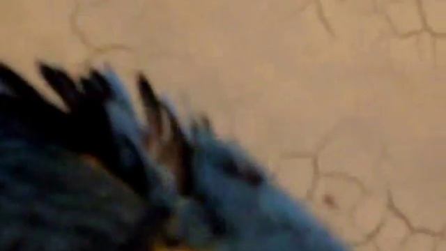 Попугай ара Ричард "танцует" смотреть онлайн