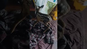 Нашли Оленя🦌