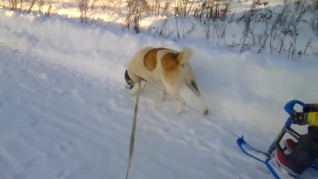 Не пугает нас мороз!
Символ года нас повёз)))!!!
С наступающим Старым Новым годом!!! смотреть онлайн