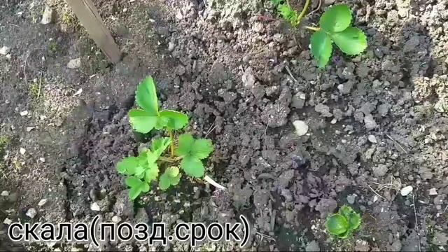 🍓Перезимовавшая ВИКТОРИЯ!!!🍓 смотреть онлайн